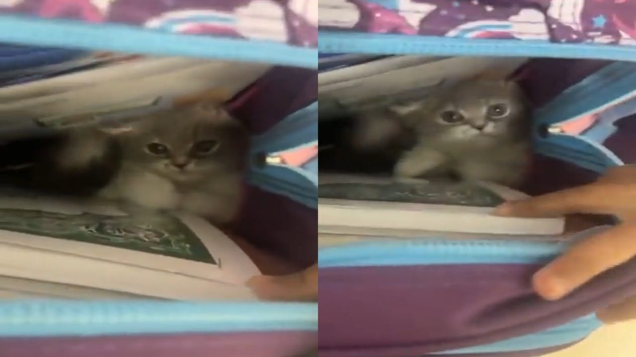 طفلة في الابتدائي تخبئ قطتها داخل حقيبتها وتصطحبها إلى المدرسة.. فيديو