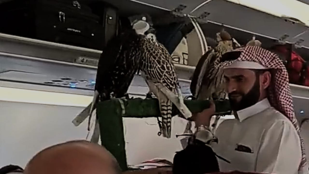خليجي يحمل 5 صقور أثناء صعوده على متن طائرة .. فيديو