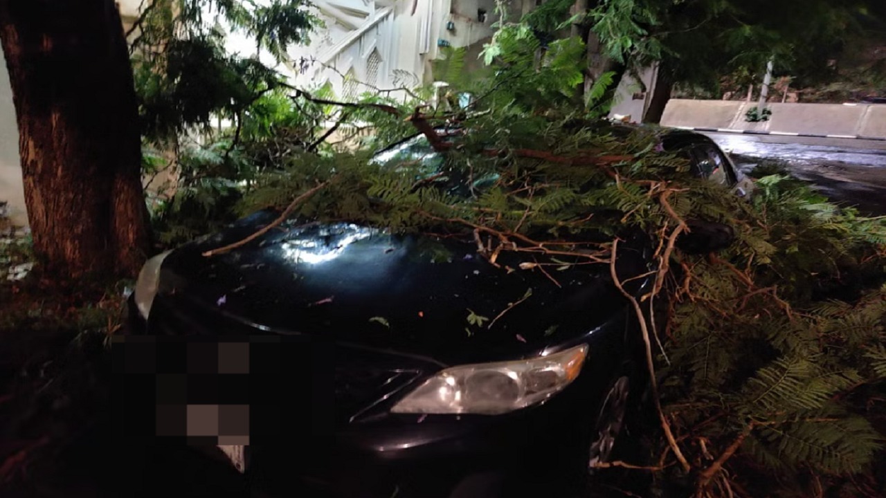مواطن يتفاجأ بسقوط شجرة على سيارته وتحطيمها في الطائف
