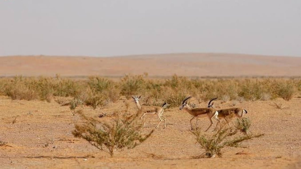 إنشاء محمية الإمام فيصل بن تركي الملكية في 3 مناطق