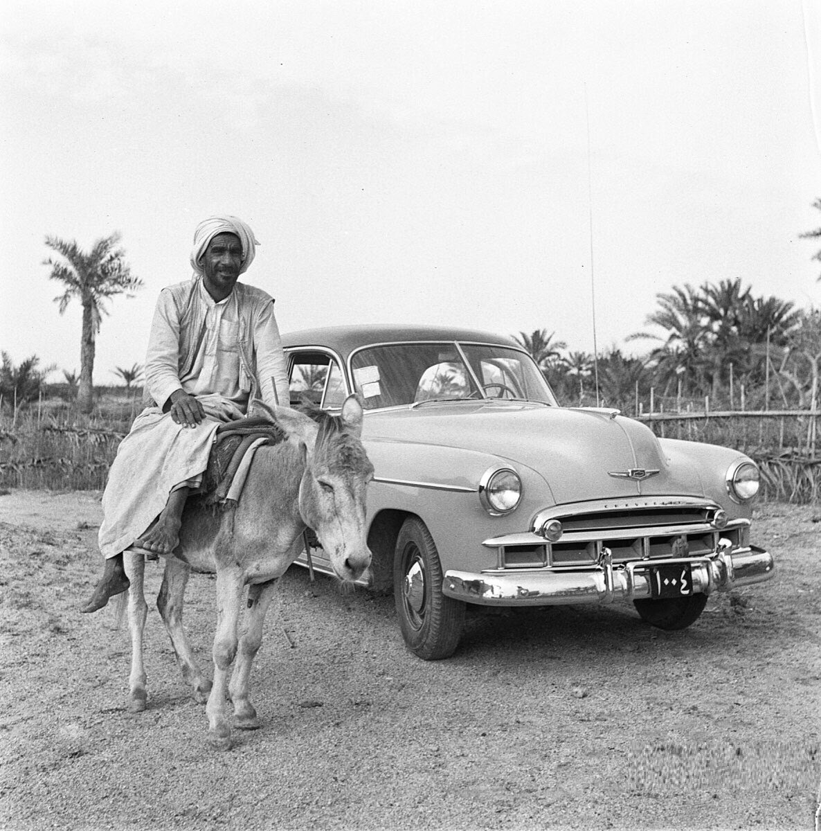 مزارع في القطيف قبل 75 عام
