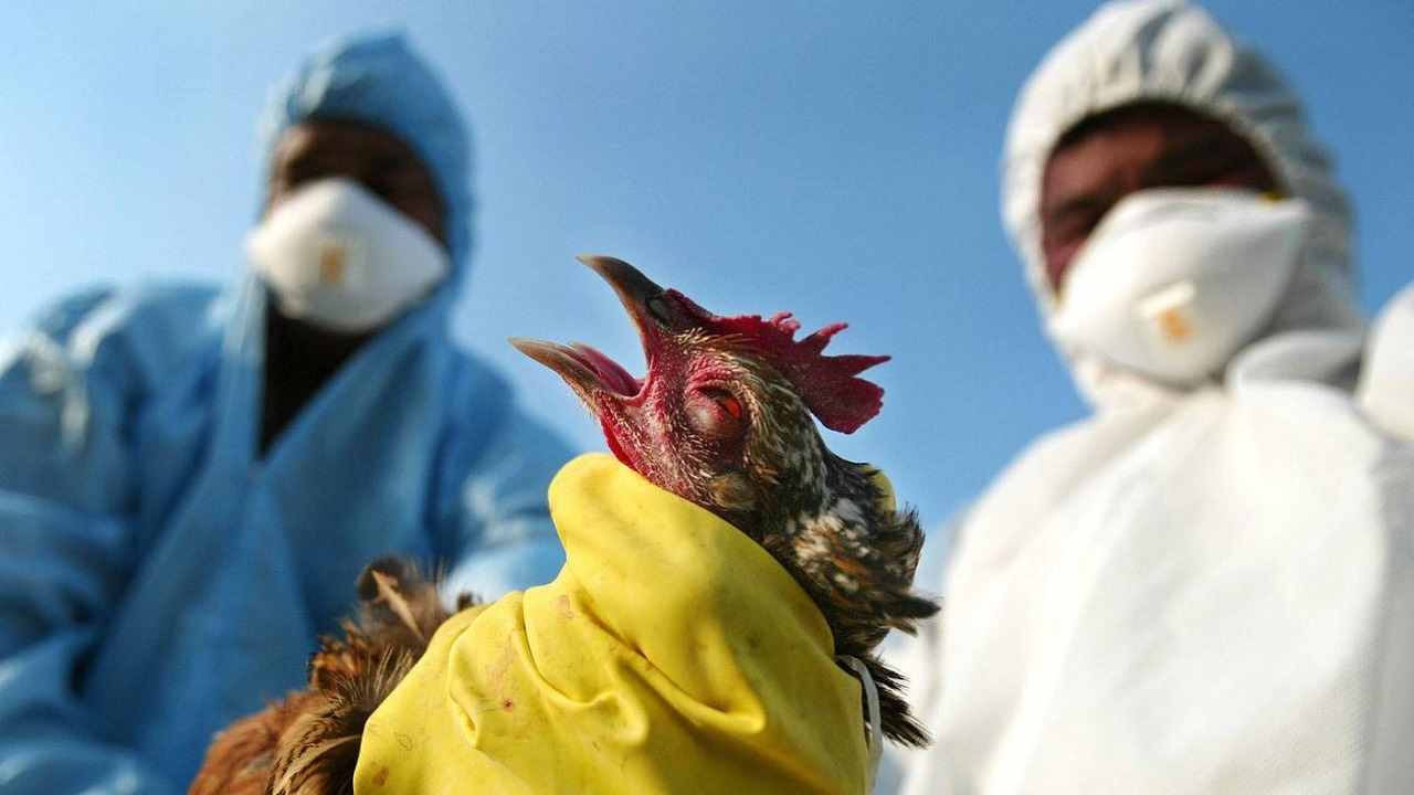 وقاء : موسم انتشار مرض إنفلونزا الطيور حتى مارس