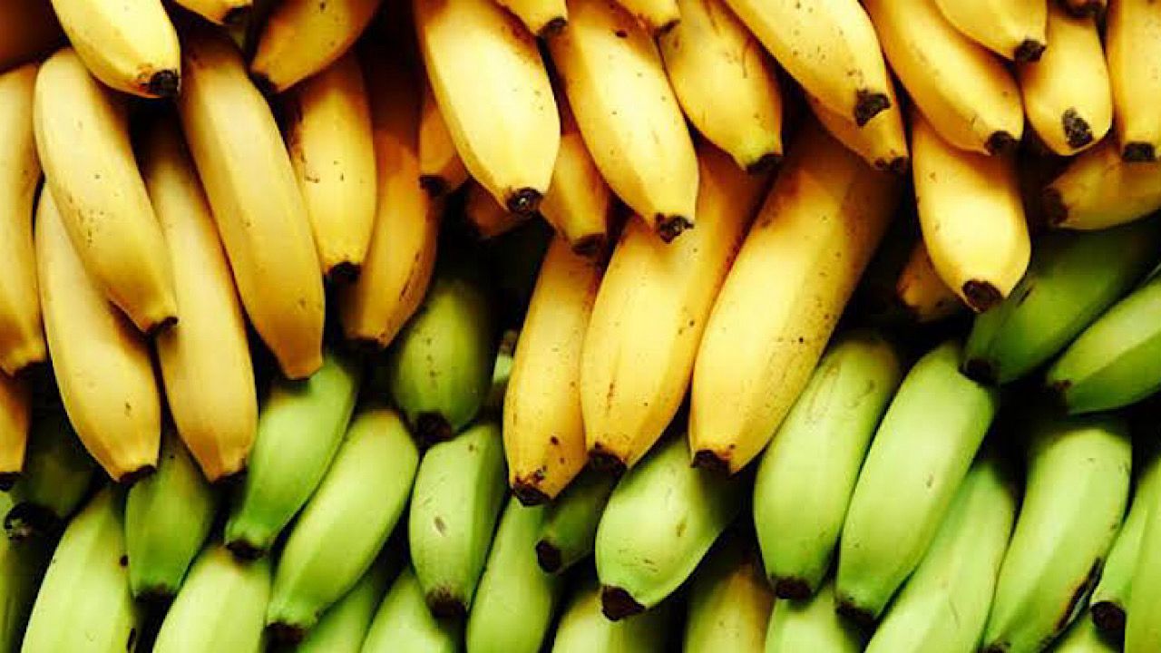 الخضيري يوضح الفرق بين الموز الأخضر والأصفر