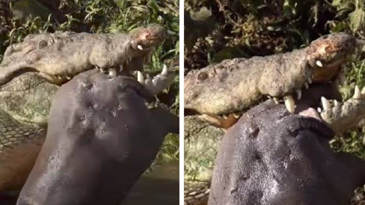 نهاية مرعبة لفرس نهر صغير على يد تمساح ضخم.. فيديو