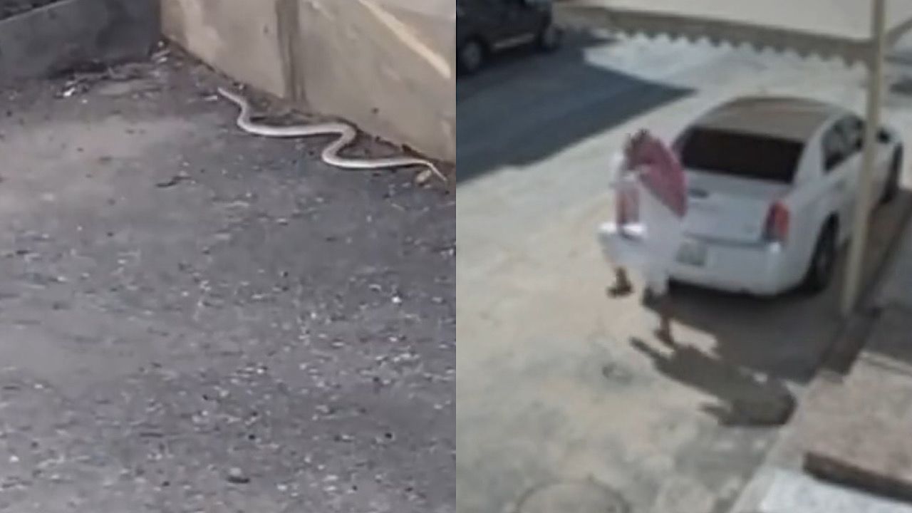 نجاة مواطن من ثعبان دخل في ملابسه بطريقة مرعبة .. فيديو