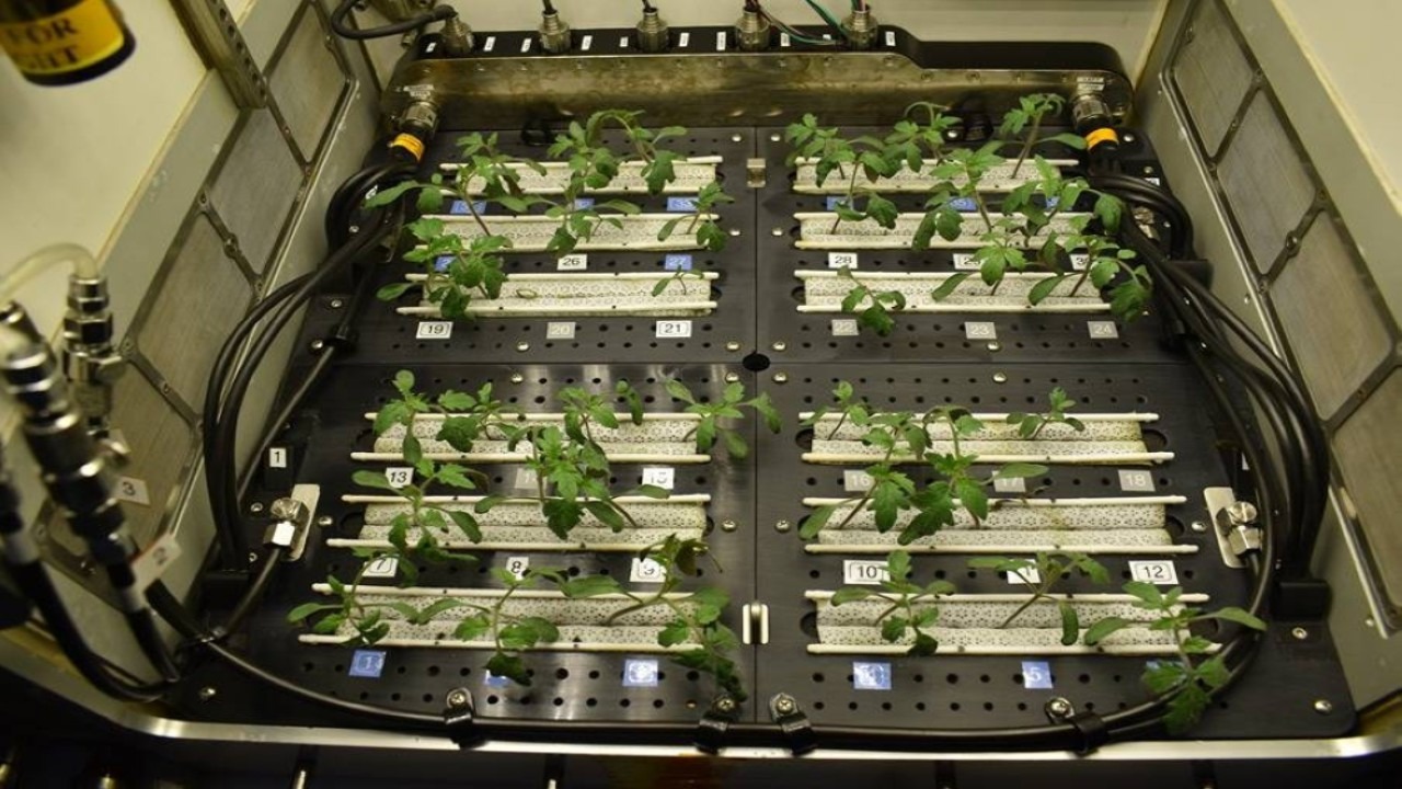 الصين تتمكن من زراعة الخضروات على الفضاء