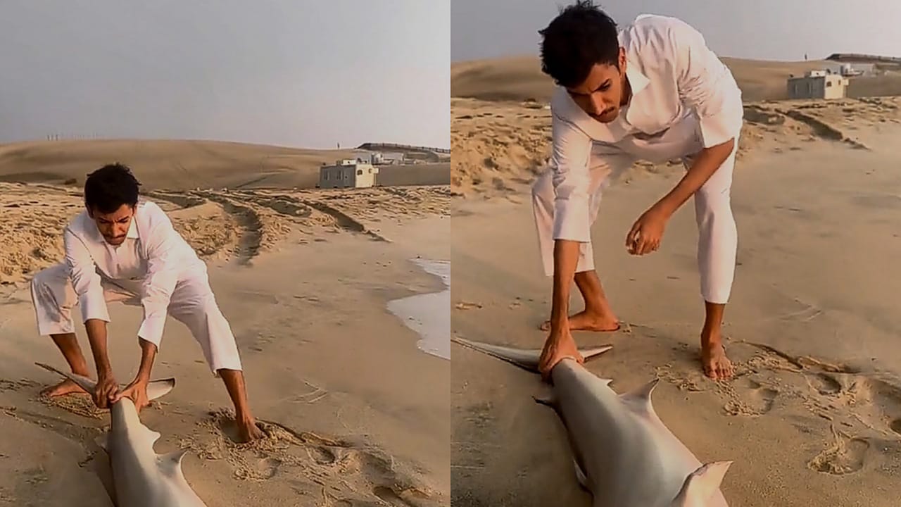 نيف السيد يعثر على سمكة قرش على أحد شواطئ المملكة  ..  فيديو