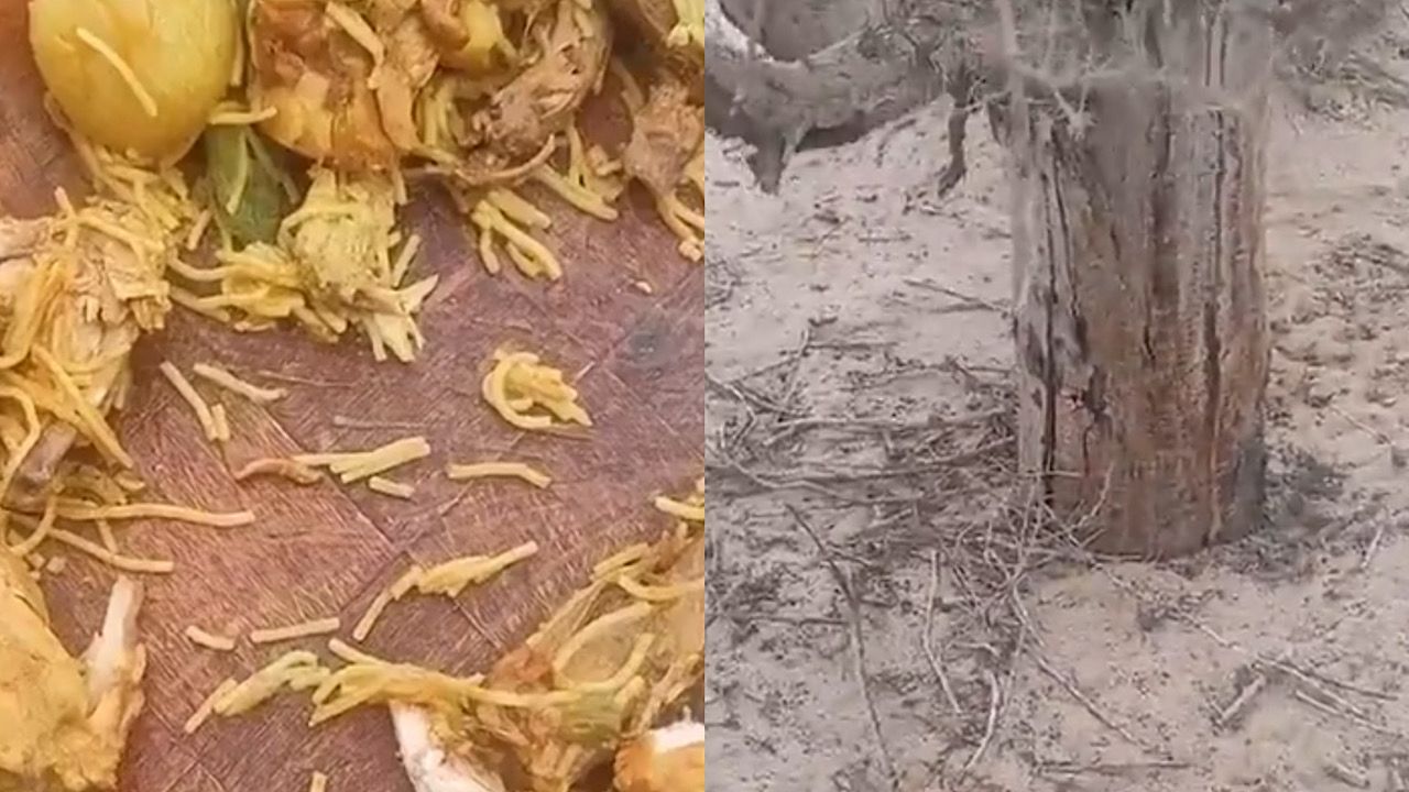 شبان يعثرون على ثعبان مختبئ أثناء تناول الطعام .. فيديو