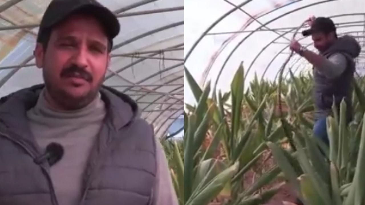 مواطن ينجح في زراعة الكركم لتصبح مزرعته المُصدر الأول للمملكة..فيديو