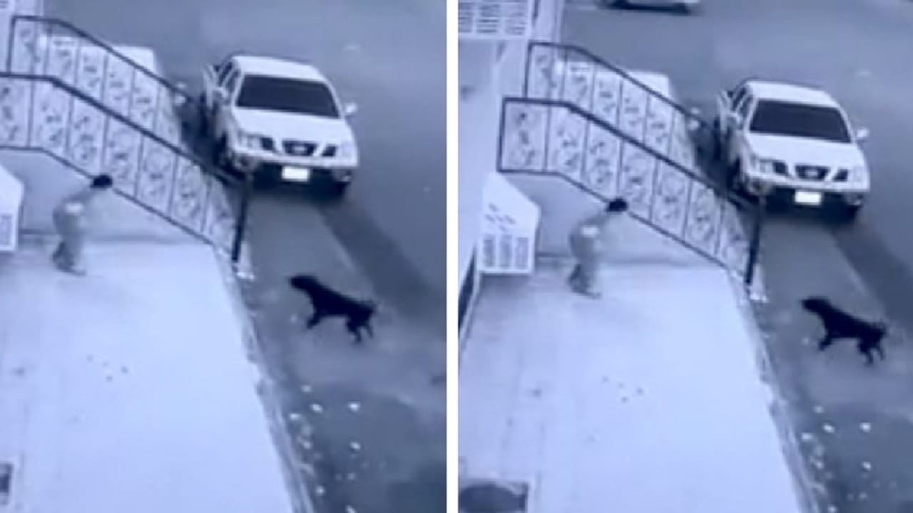 طفل يواجه كلابا ضالة أمام منزل في الطائف.. فيديو