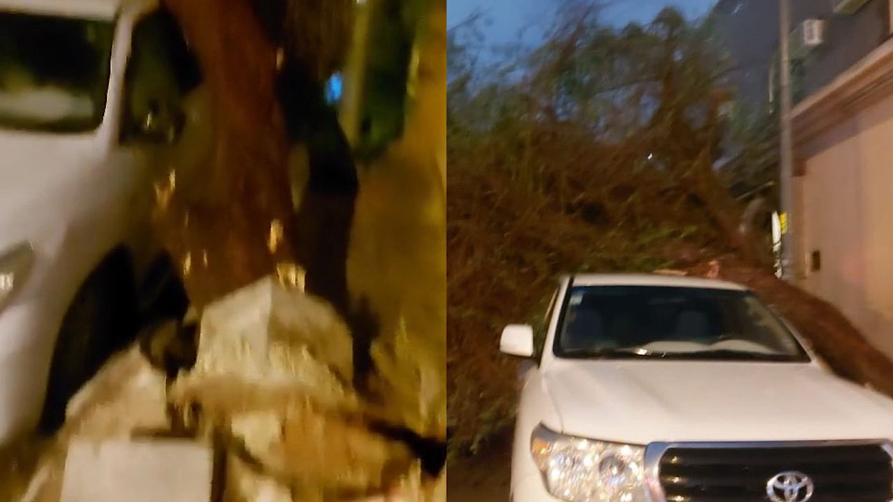 سقوط شجرة على سيارة في مشهد مروّع أثناء هطول الأمطار بالرياض .. فيديو