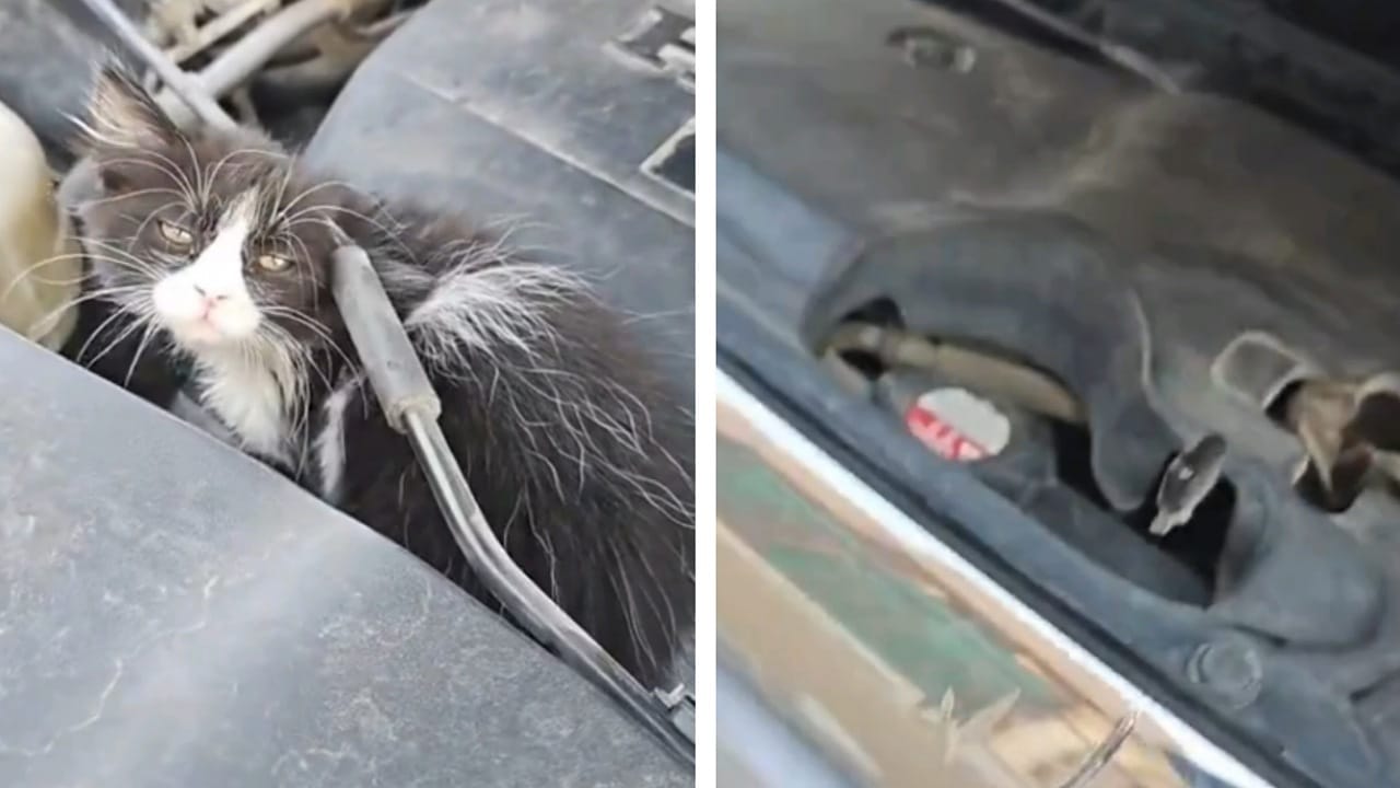 شاب يعثر على قطة داخل محرك سيارته..فيديو