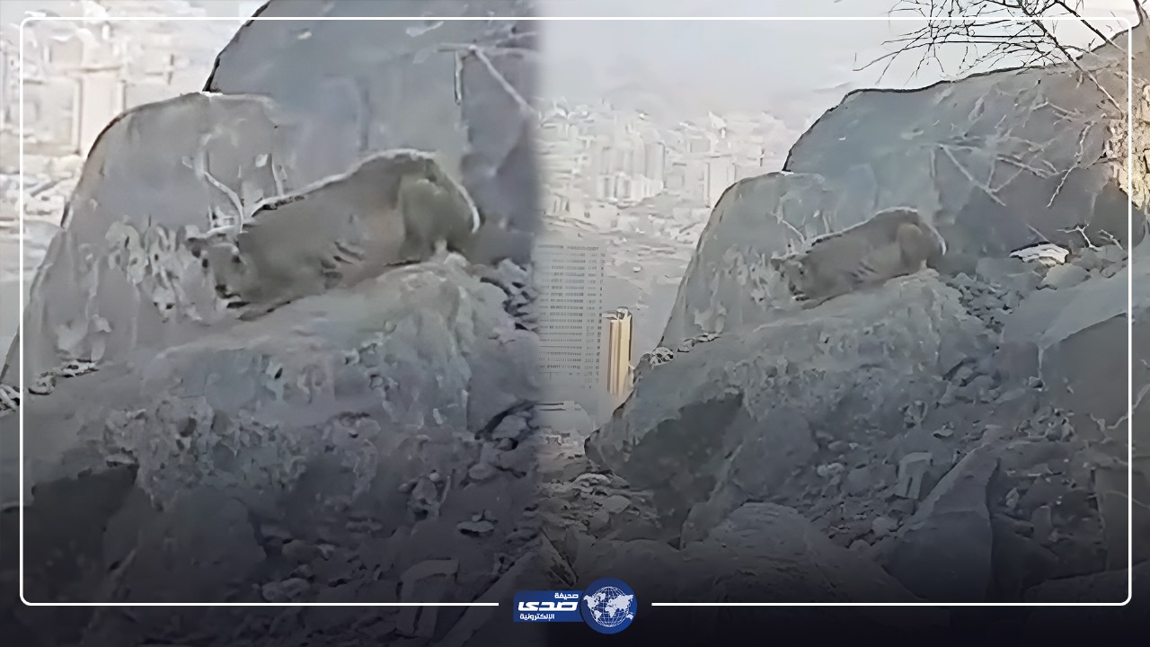 حيوان غريب يظهر على جبل خندمة بمكة المكرمة .. فيديو