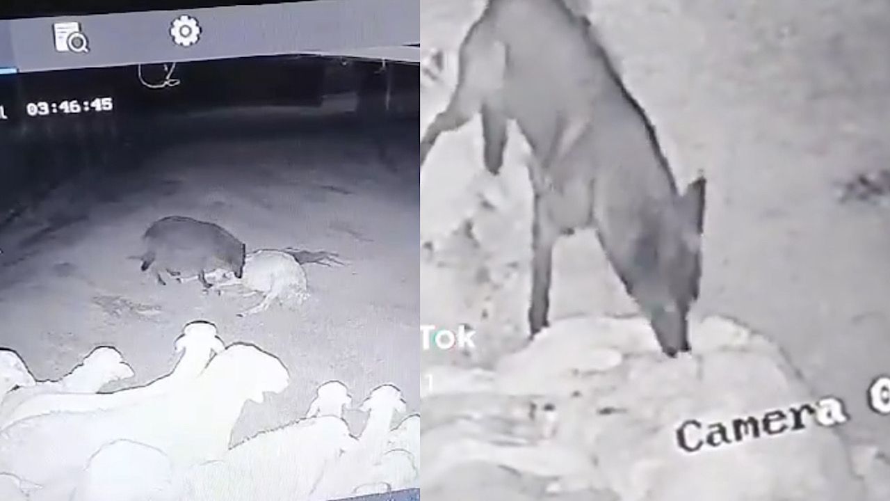ذئب يهجم على قطيع من الأغنام ويخطف واحدة ويلتهمها .. فيديو