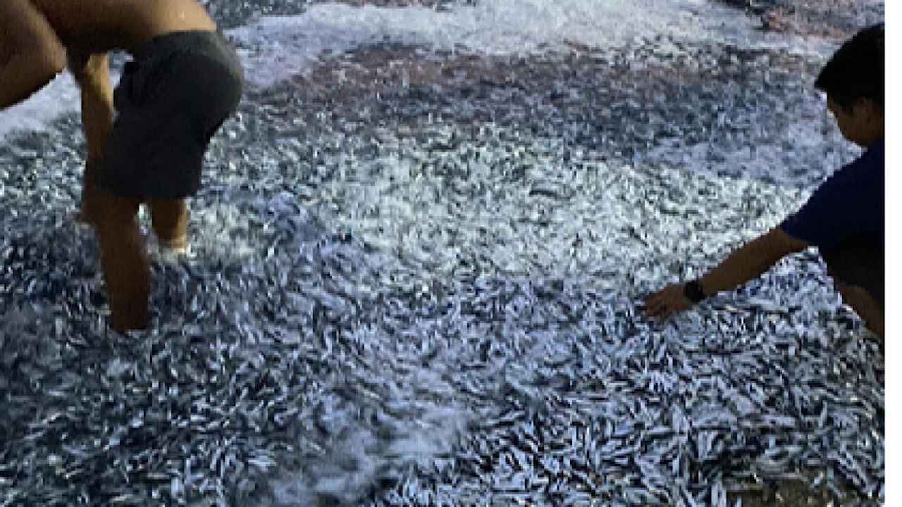 البحر يلقي ملايين أسماك السردين على شاطئ فلبيني .. صور