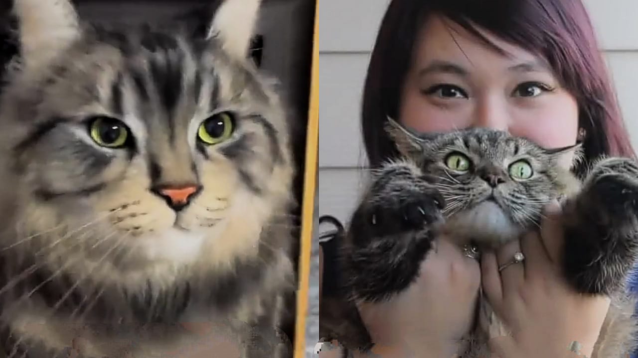 فتاة تقوم بصنع دمية تشبه قطتها الميتة .. فيديو