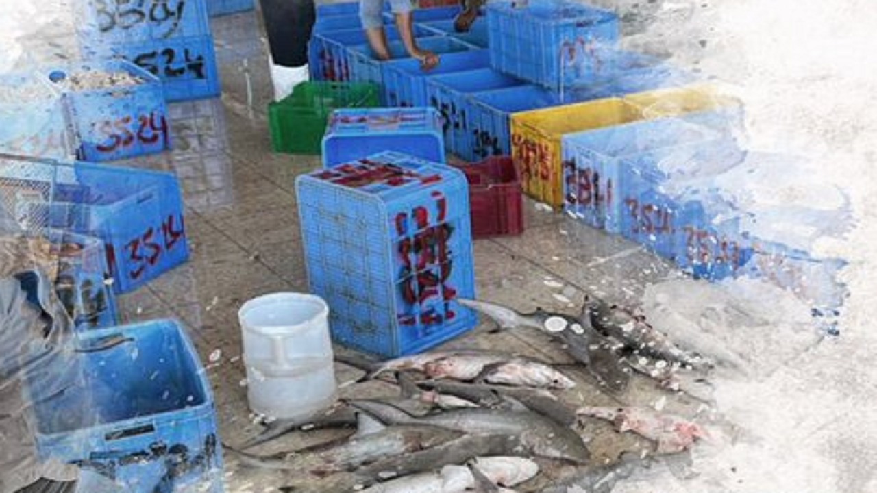 ضبط مواطنًا بحوزته 47 سمكة قرش الشعاب بغرض البيع