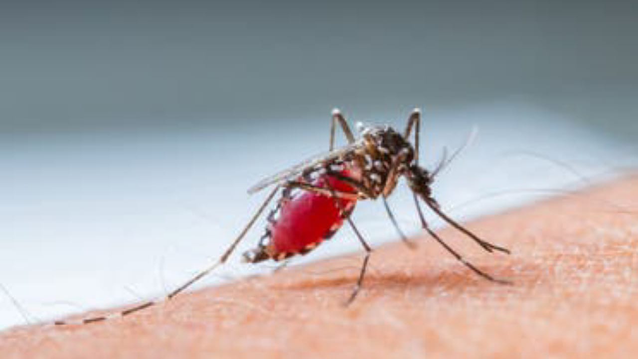إكتشاف طبي وطني يحد من خطر الملاريا