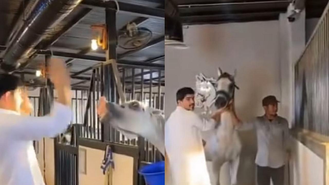 زوج سارة الودعاني يستعرض مشهد لغيرة الخيول العربية من بعضها .. فيديو