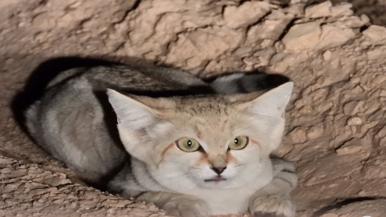 لأول مرة رصد القط الرملي في محمية الوعول .. صورة