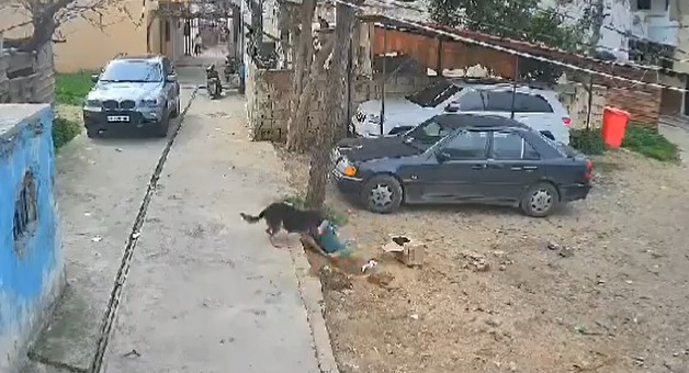 كلب شرس يهاجم طفلا ويحاول التهامه.. فيديو