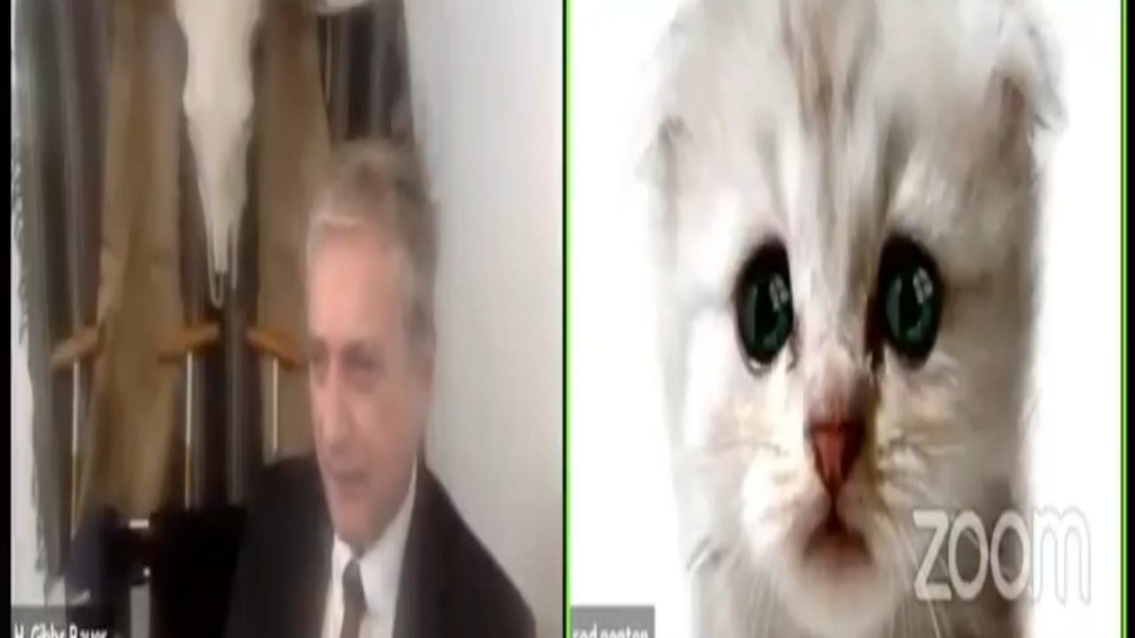 محامٍ يستخدم فلتر القط بالخطأ في جلسة قضائية عبر الإنترنت.. فيديو
