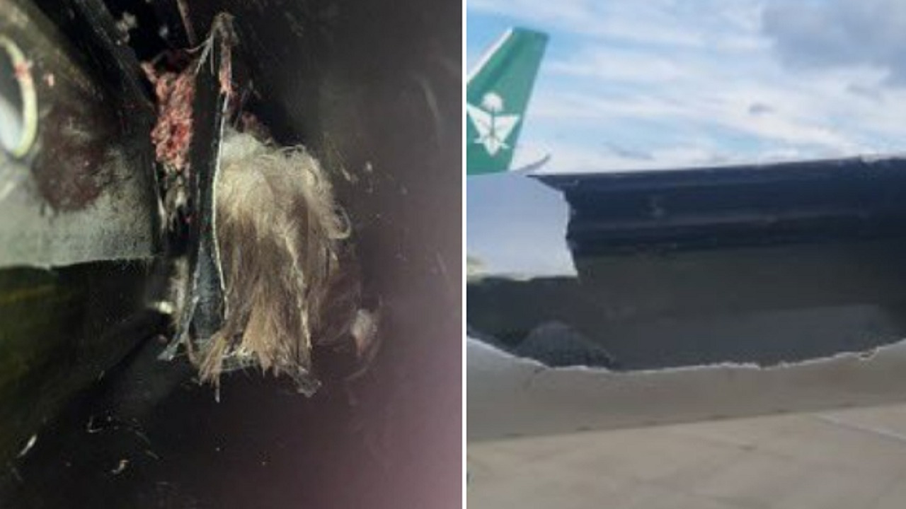 اصطدام طائر بجناح طائرة الخطوط السعودية يعيدها لمطار لندن.. صور
