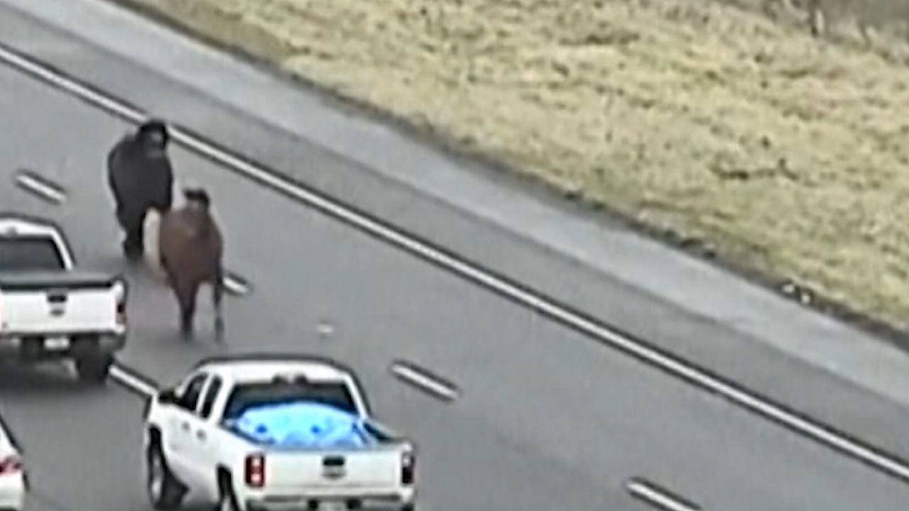 مشهد طريف لخيول هاربة على أحد الطرق السريعة والأمن يلاحقهم ..فيديو