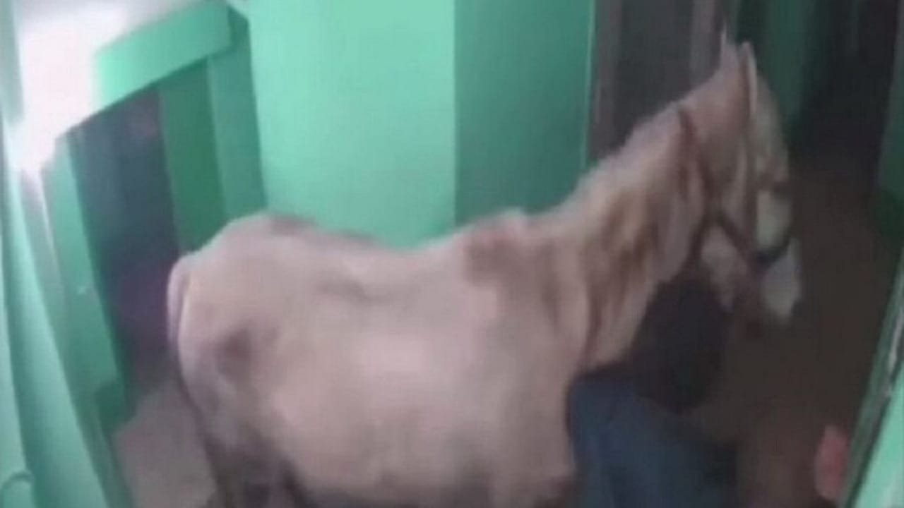 روسي يدخل حصانا إلى شقته لإهدائه لزوجته .. فيديو