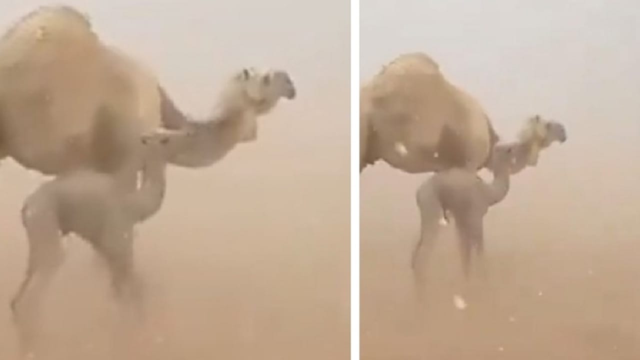 ناقة توجه صغيرها بالوقوف عكس عاصفة مطرية شمال الرياض .. فيديو