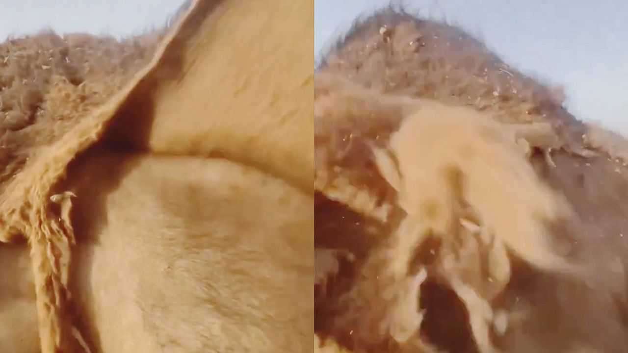 مقطع يظهر كيف تغير الإبل وبرها بعد نهاية الربيع وبداية الصيف .. فيديو 