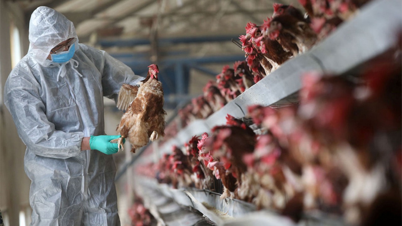 9 حقائق عن فيروس إنفلونزا الطيور المنتقل من الأبقار إلى البشر