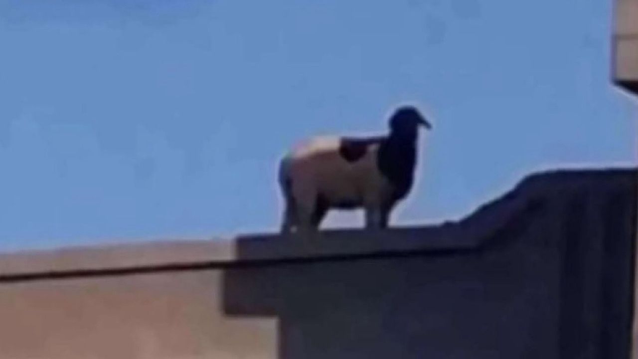 جحفلي يمازح خروف يقف أعلى أحد الأسوار في عيد الفطر والجمهور الرياضي يضحك