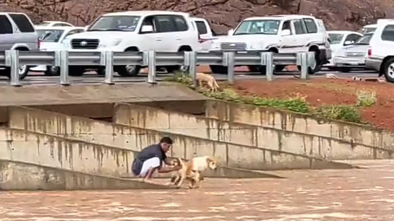 شاب ينقذ كلبًا بعد أن احتجزته السيول بحائل .. فيديو