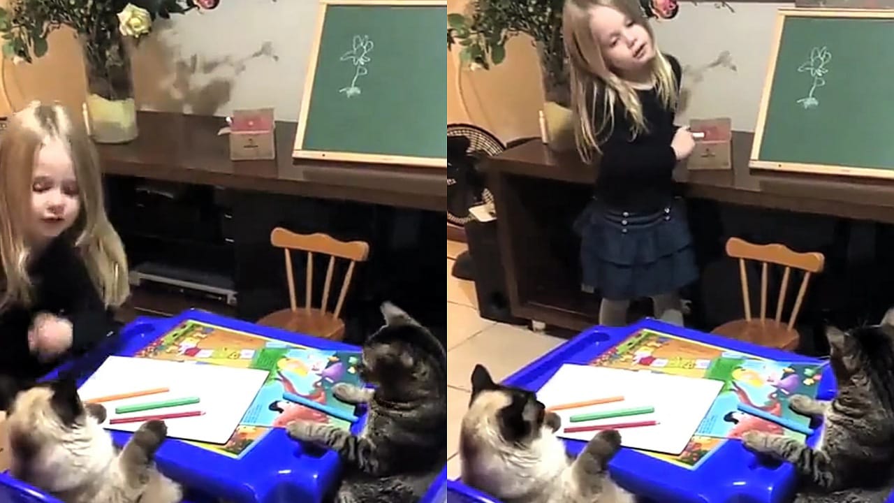 طفلة صغيرة تدرب قططها على الرسم  .. فيديو