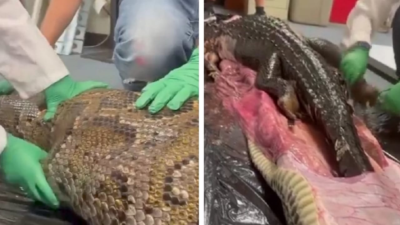 طبيب بيطري يستخرج تمساح من بطن أفعى ضخمة .. فيديو