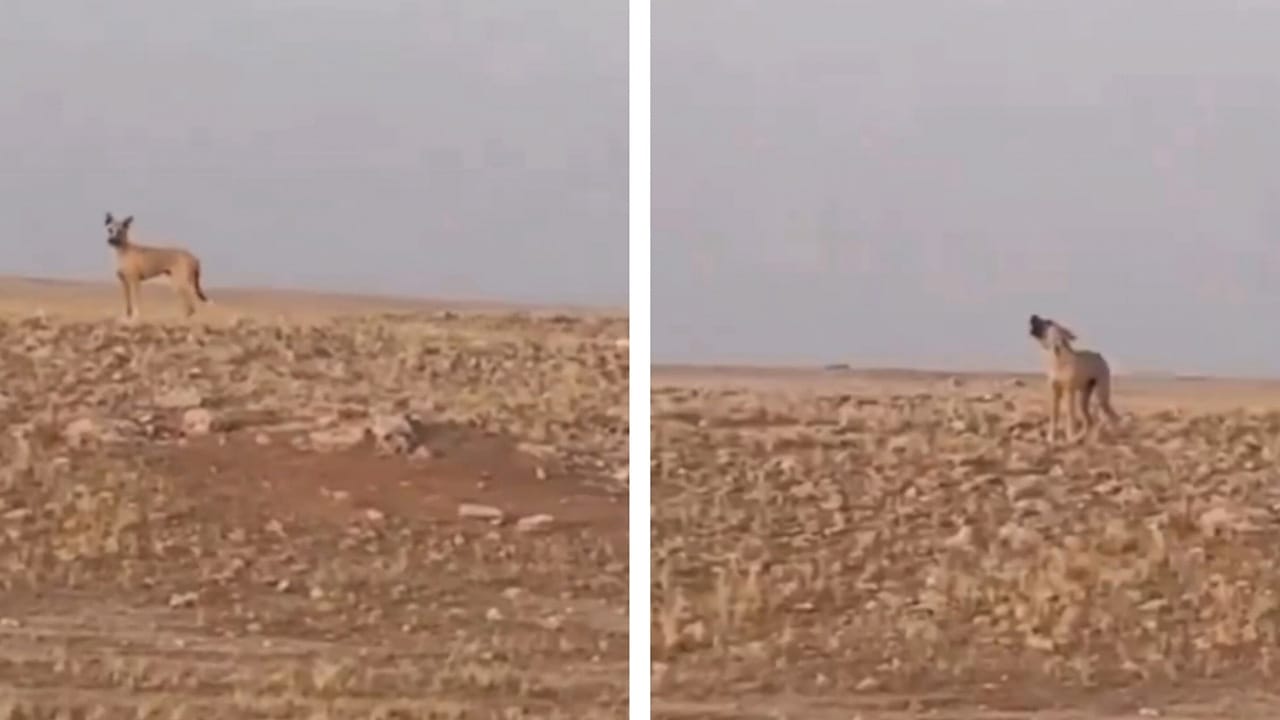 لحظة عثور مواطن على ذئب في صحراء حفر الباطن .. فيديو