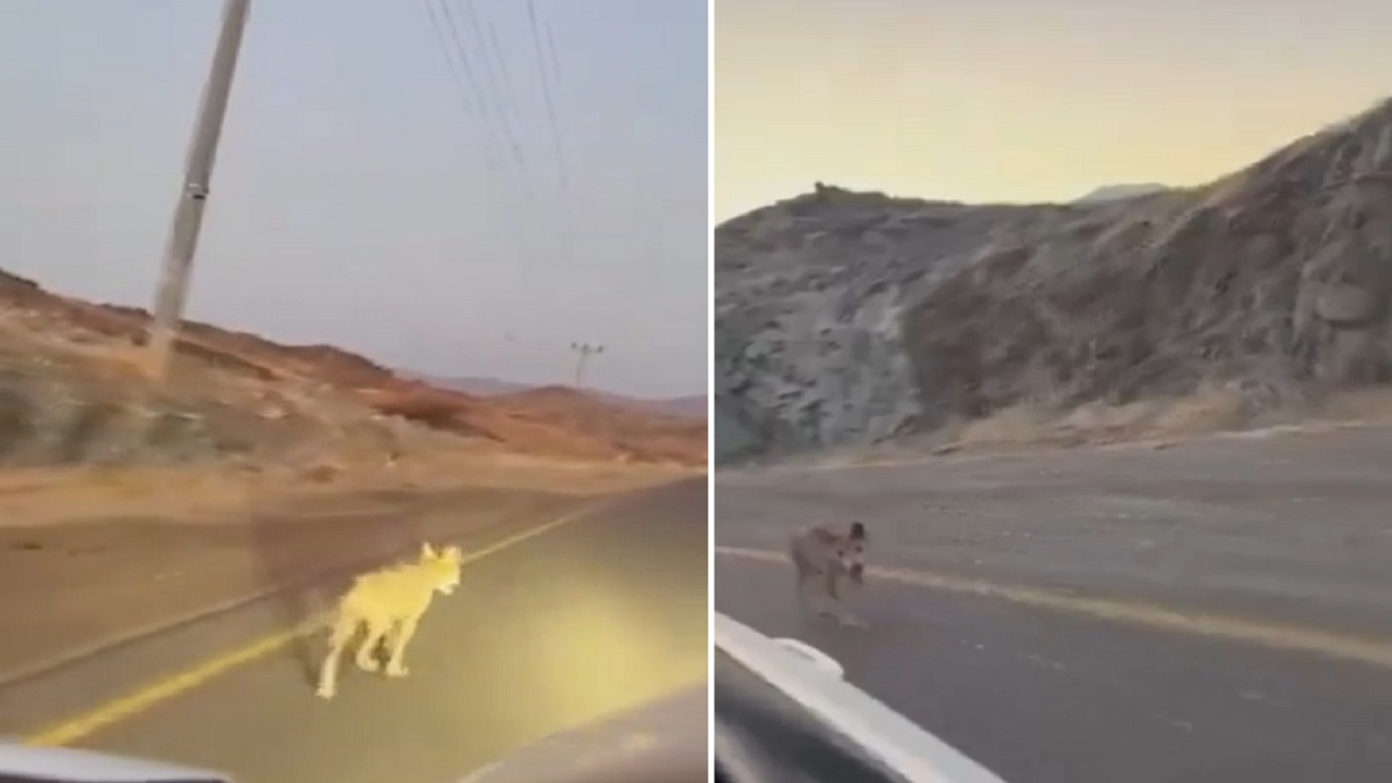 ذئب يتهجم على مركبة أثناء سيرها بالمدينة المنورة.. فيديو