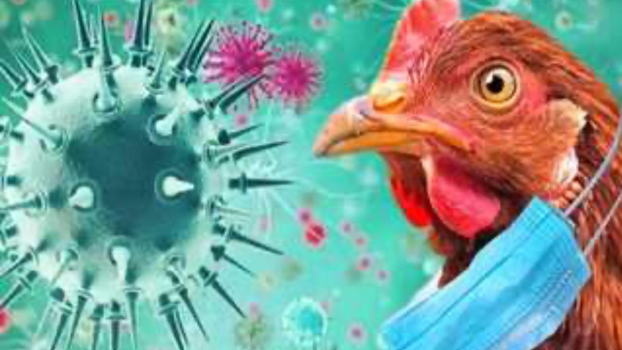 ‎تسجيل أول إصابة ووفاة بشرية بسبب فيروس أنفلونزا الطيور
