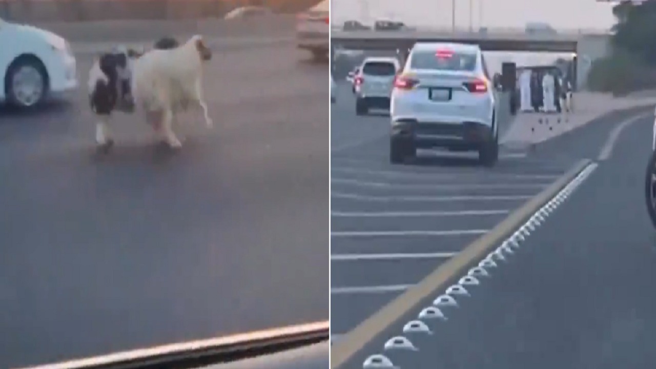 هروب عدد من الخرفان على طريق سريع بالكويت .. فيديو