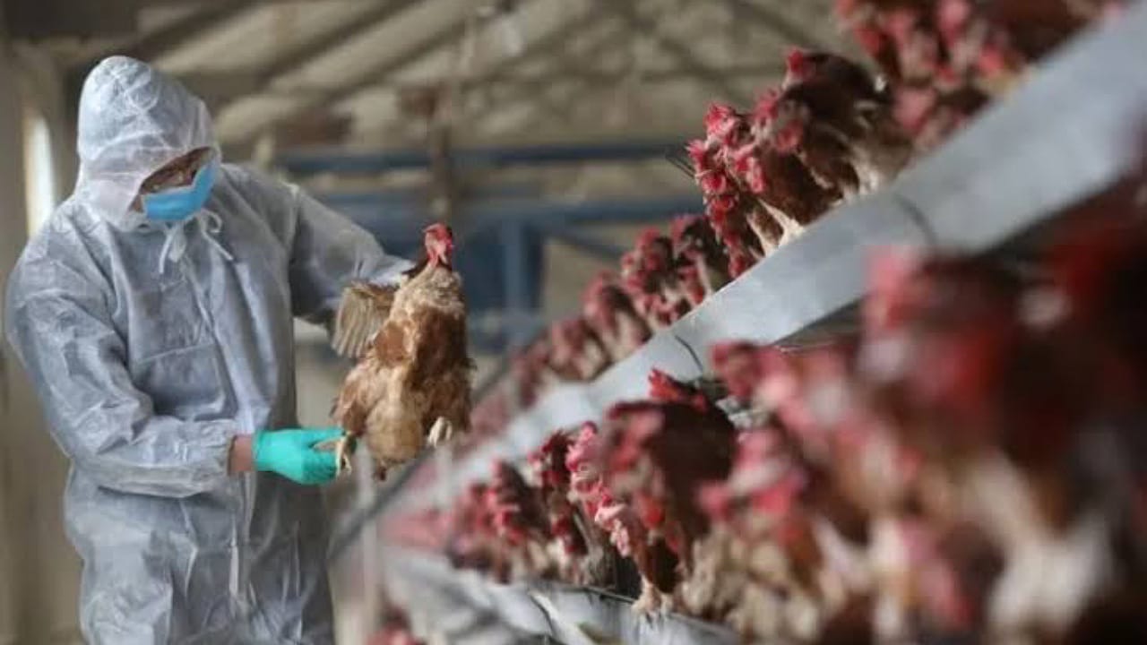 إصابات بشرية بأنفلونزا الطيور بأمريكا وإدارة الغذاء والدواء تتخذ الإجراءات .. فيديو