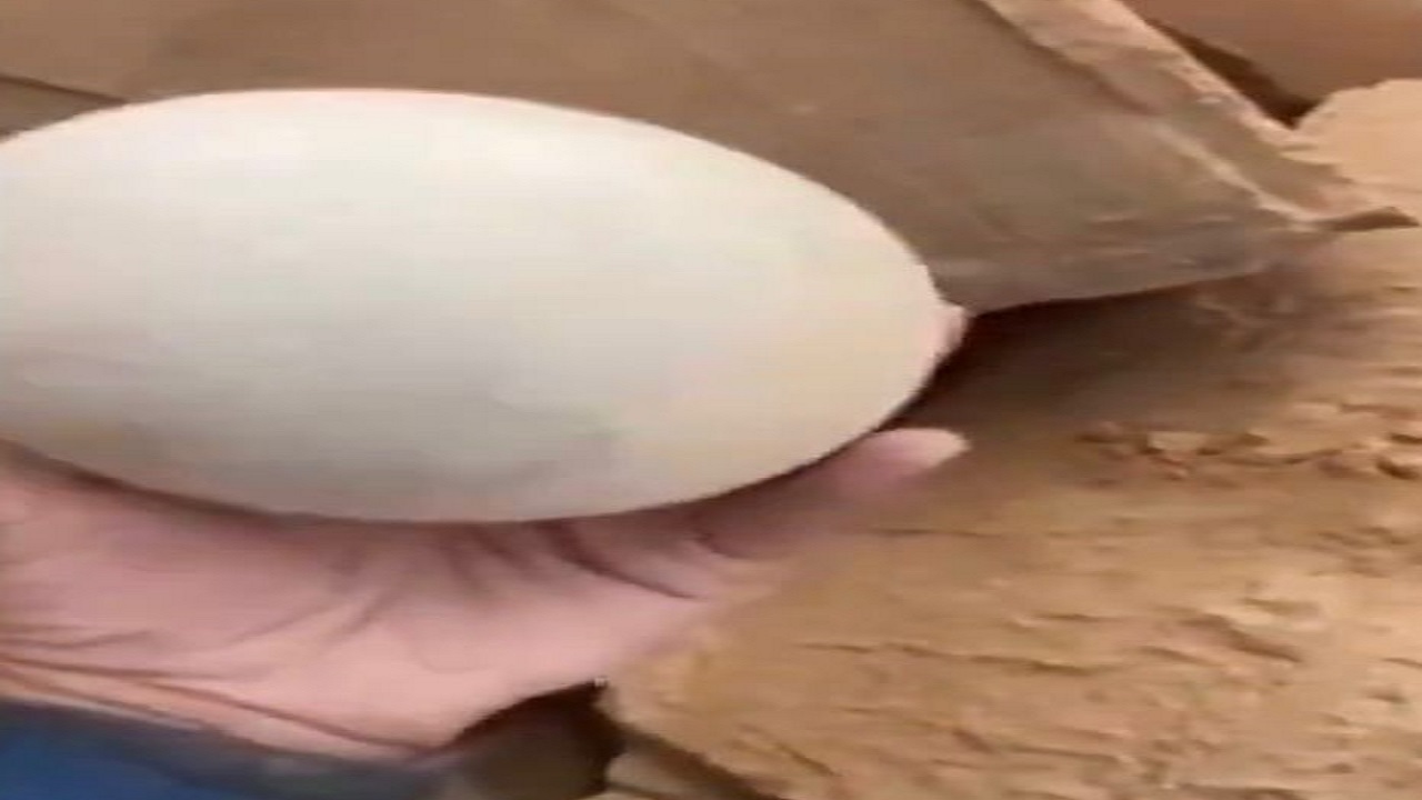 مواطن يعثر علي بيض كبير الحجم داخل تجويف صخري بالجوف ..فيديو