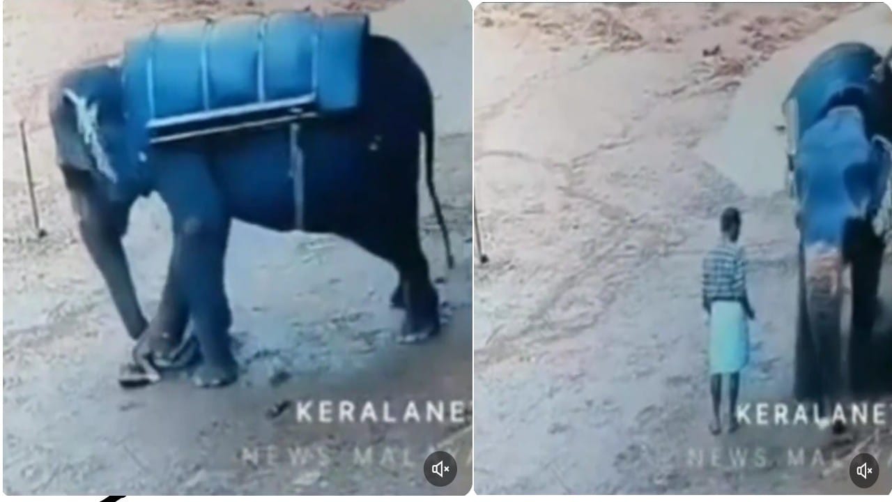 فيل يهاجم مدربه ويدهسه حتى الموت.. فيديو