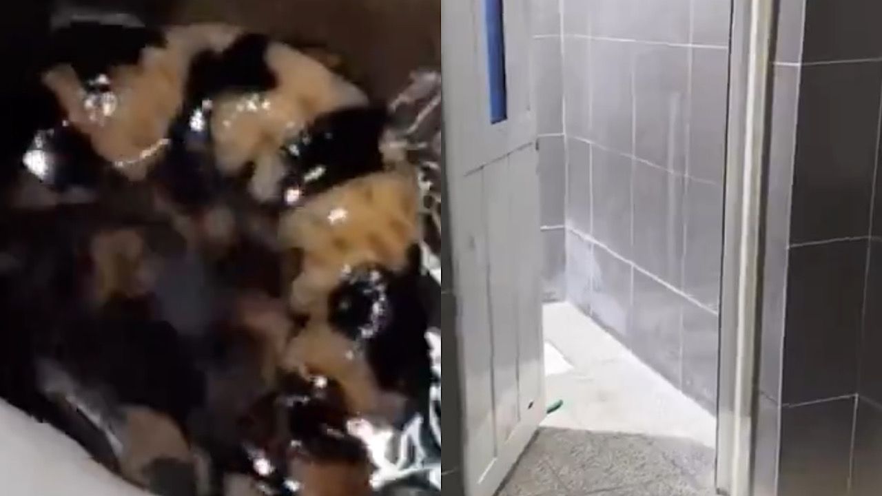 سيدة تعثر على ثعبان يخرج من مرحاض أحد دورات المياه بمحطة وقود .. فيديو