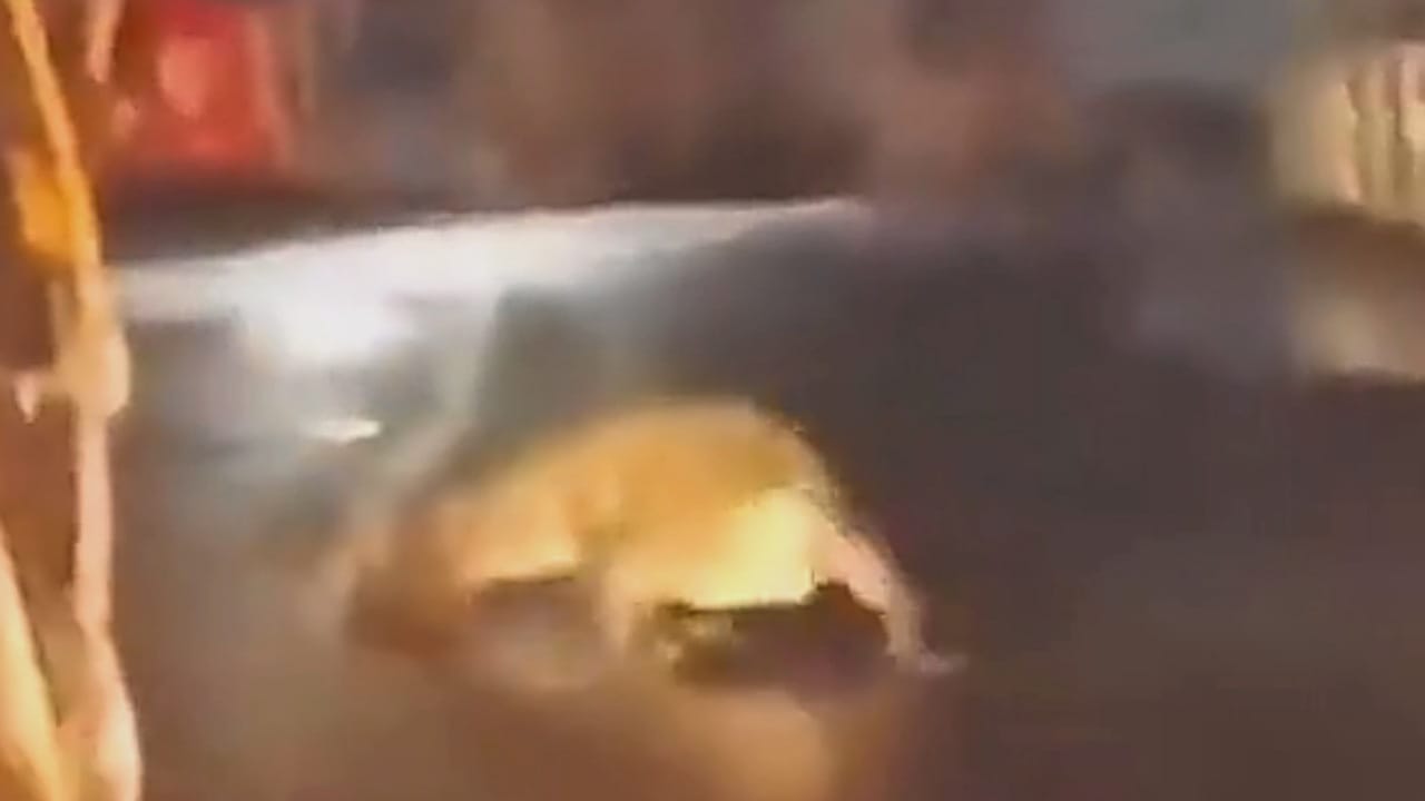 تمساح ضخم يتجول على طريق عام .. فيديو