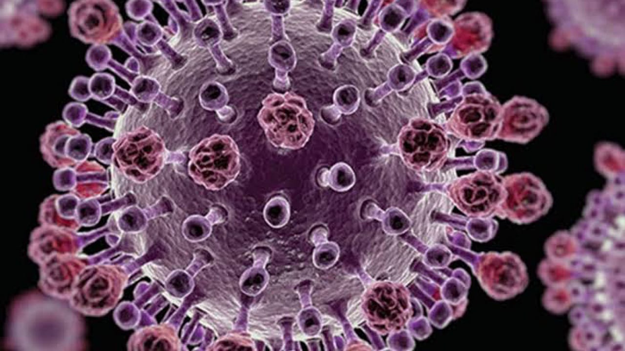 ليس له علاج .. الصحة الأمريكية تحذر من فيروس هانتا القاتل .. فيديو