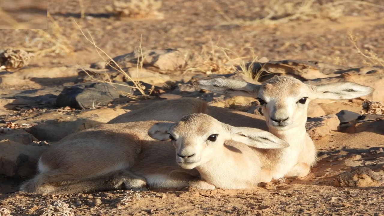 تسجيل ولادة توأم لغزال الريم بمحمية الملك سلمان بن عبدالعزيز الملكية