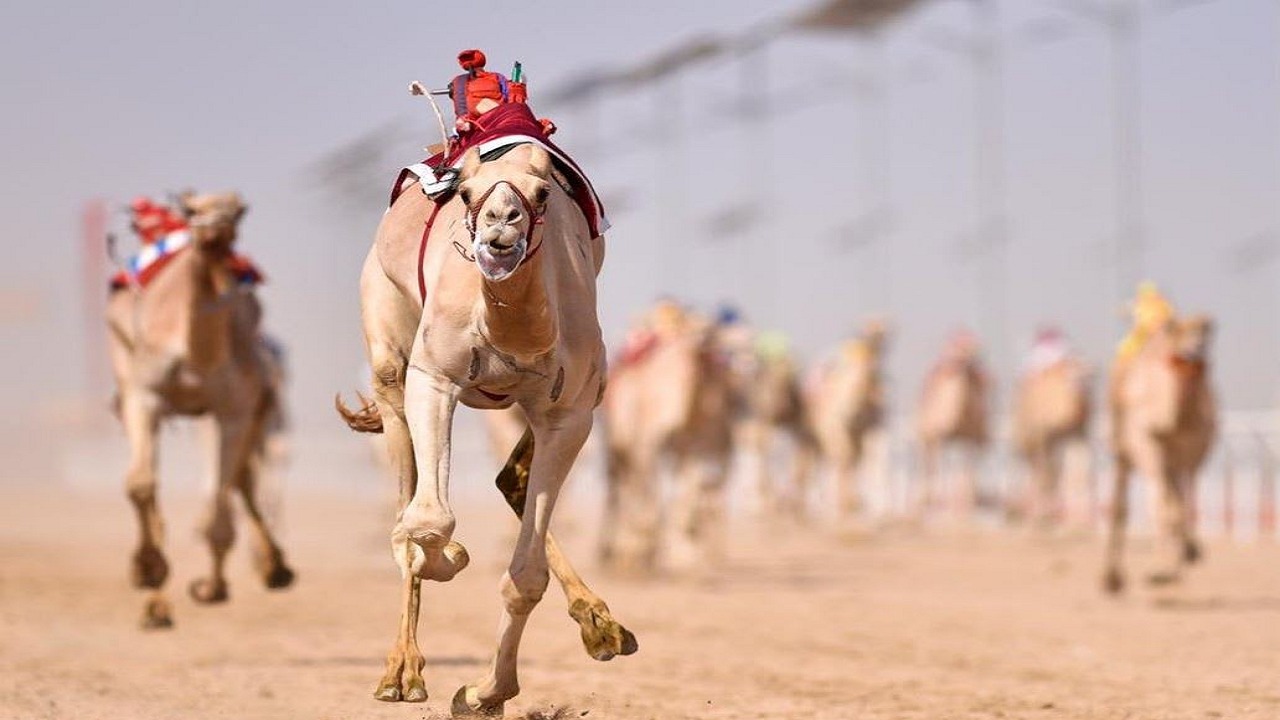 مهرجان ولي العهد للهجن يدخل موسوعة جينيس