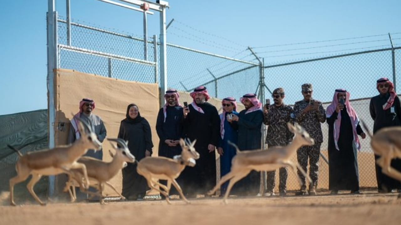 إطلاق 66 كائنًا مهددًا بالانقراض في محمية الملك خالد الملكية