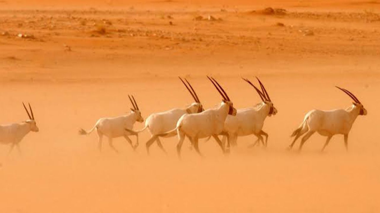 تنمية الحياة الفطرية: نعمل على تنظيم الصيد حالياً ولا نمنعه مطلقاً..فيديو